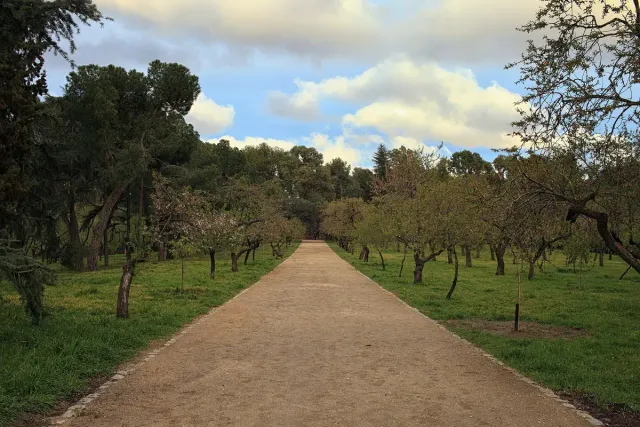 שביל עפר רחב חוצה כר דשא עם עצים משני עבריו ושמיים מעוננים