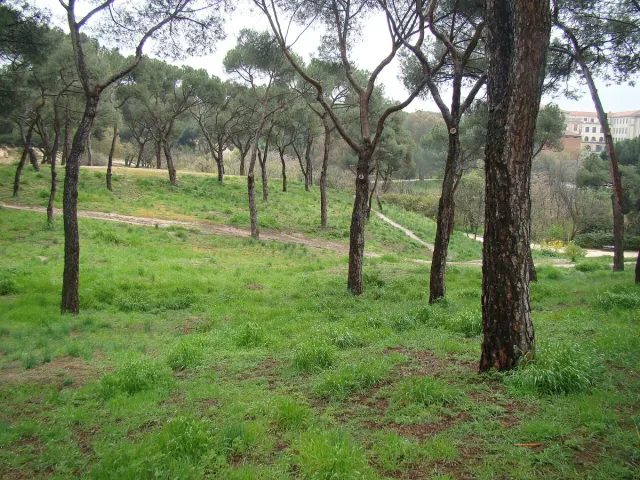 כר דשא פתוח בין עצי אורן מפוזרים, עם שביל עפר וקו רקיע רחוק
